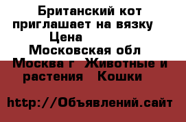 Британский кот приглашает на вязку! › Цена ­ 1 500 - Московская обл., Москва г. Животные и растения » Кошки   